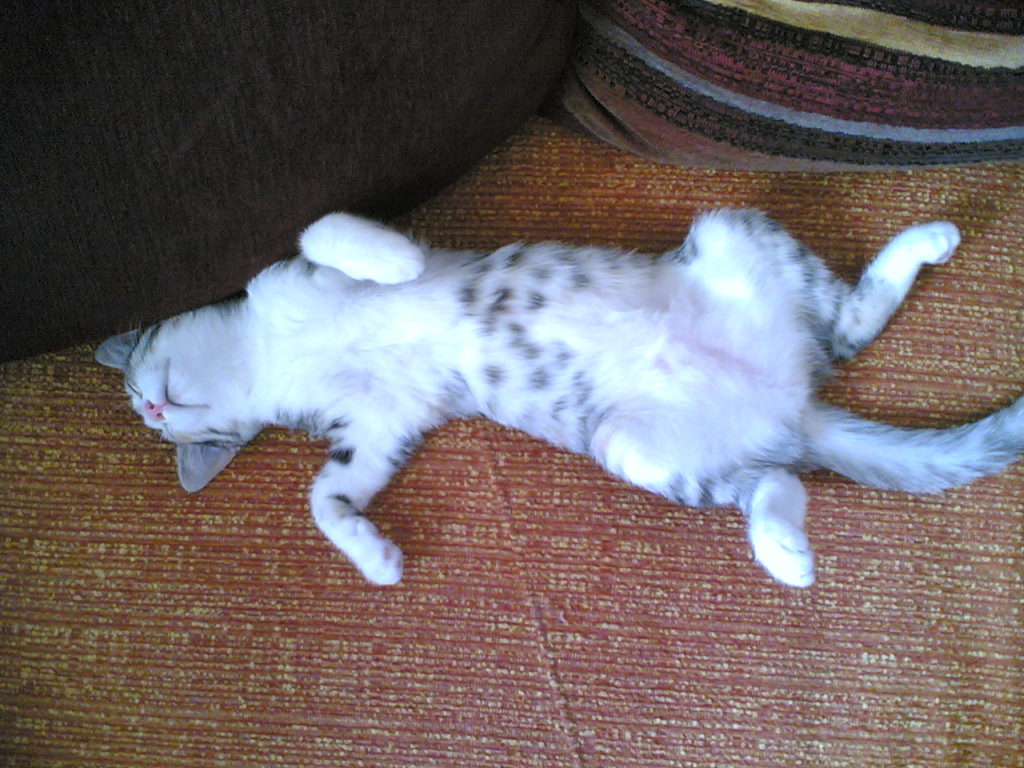 perche il mio gatto sta a pancia in su