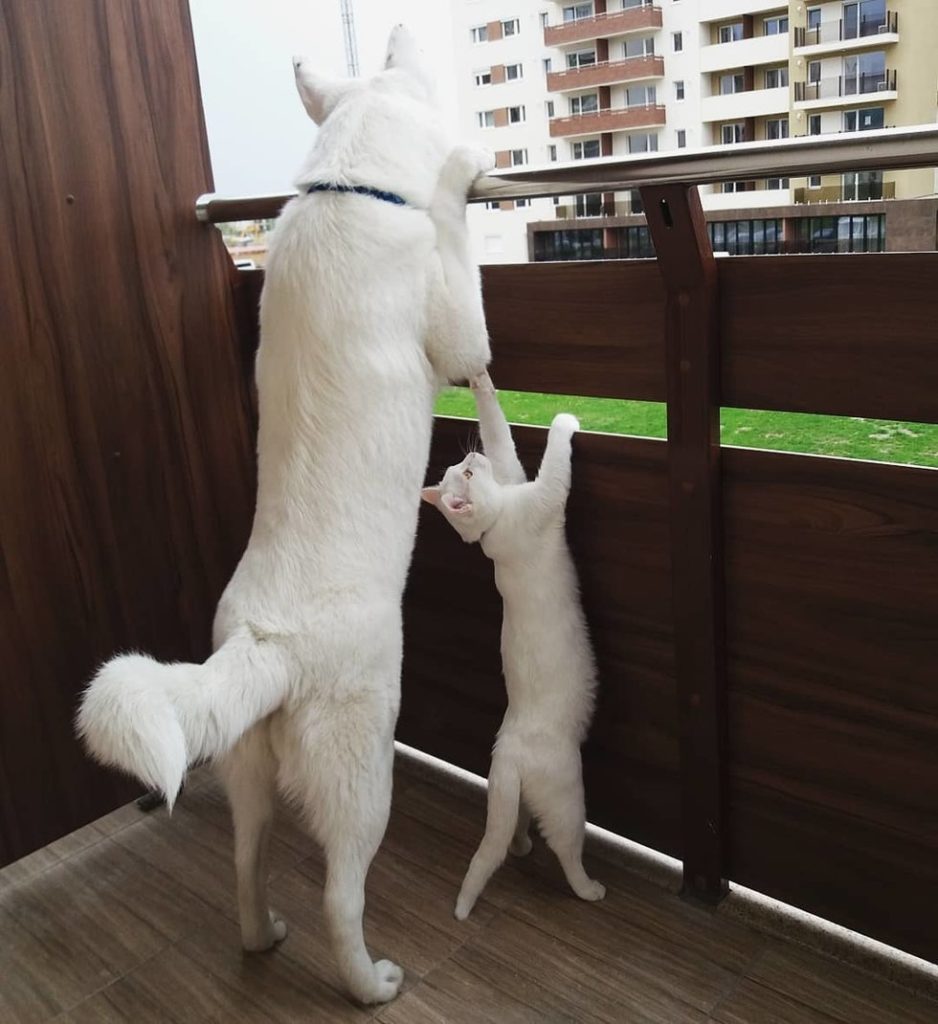 gatto-e-cane-in-terrazzo