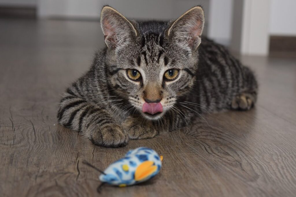 abitudini dei gatti