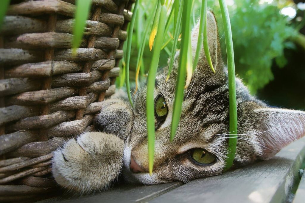 gatto si nasconde dietro una pianta