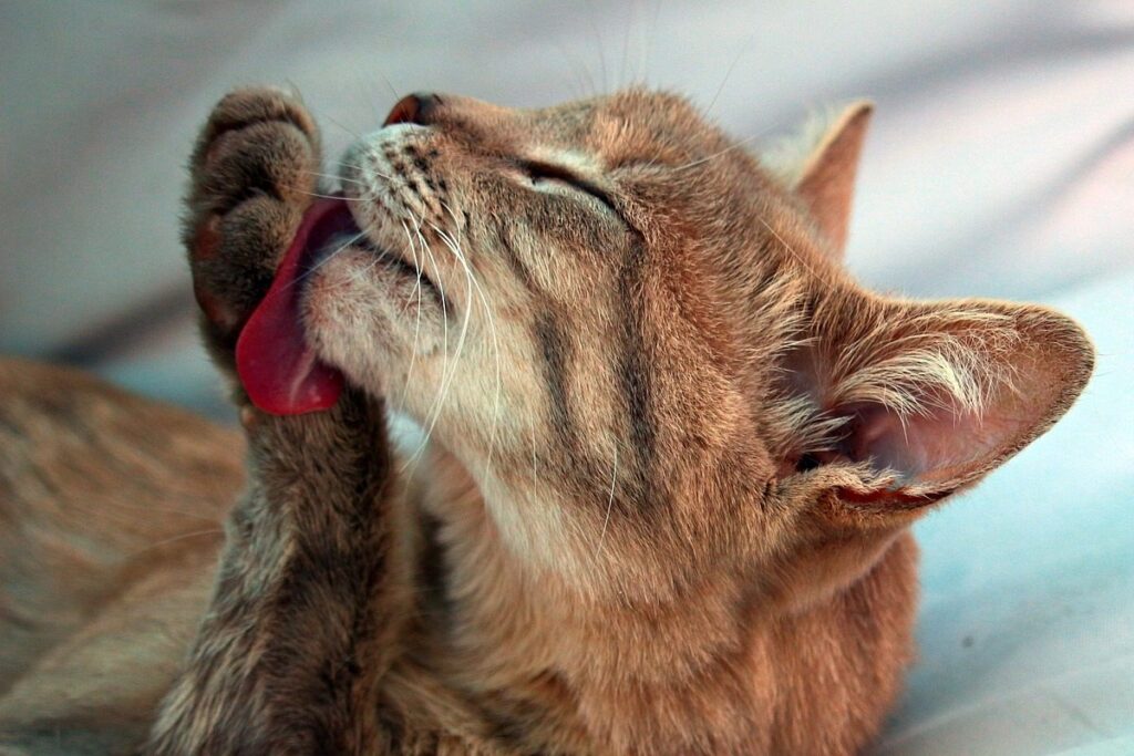 abitudini dei gatti