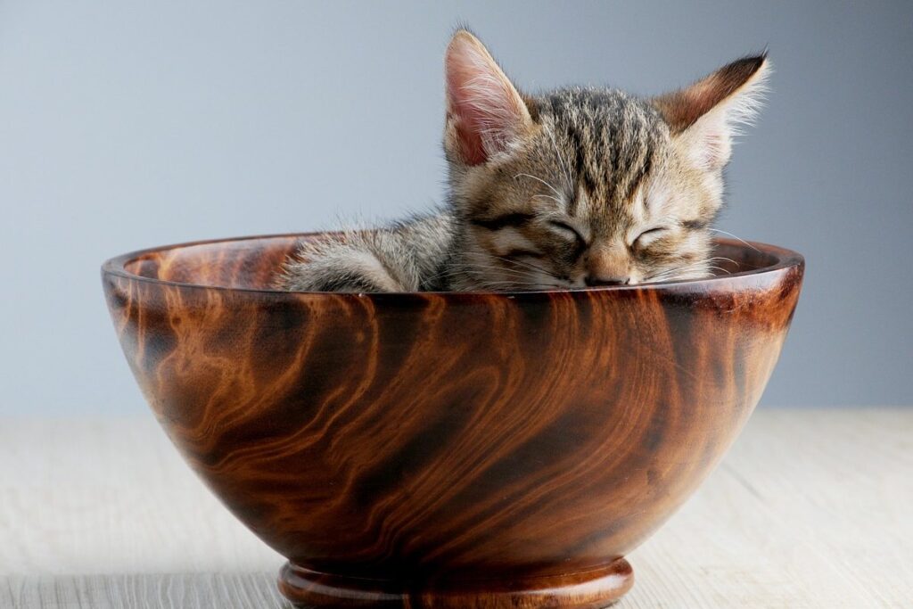 gattino che dorme in una ciotola