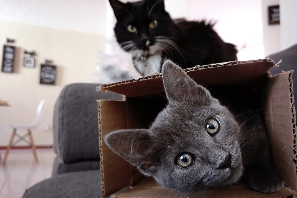 gatti simpatici