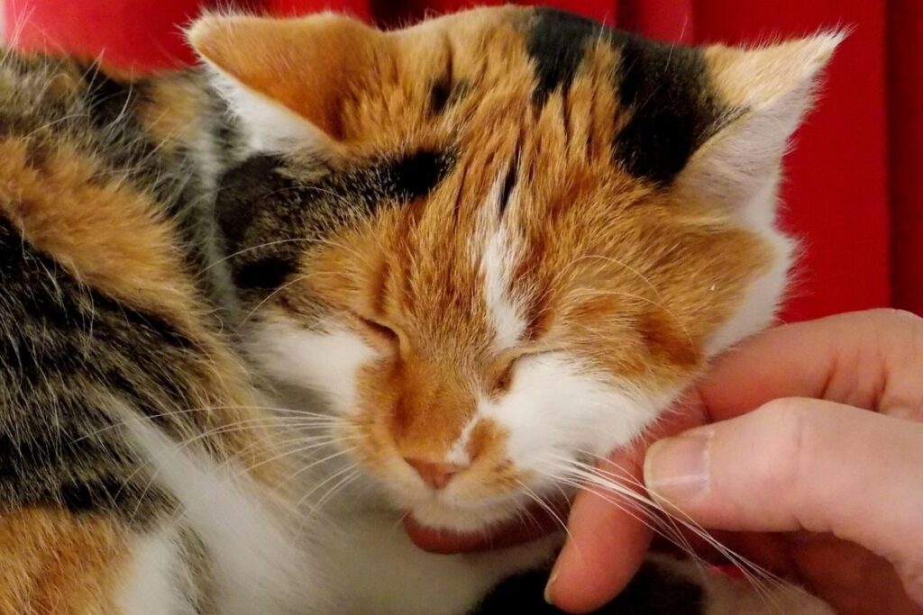gatto si strofina