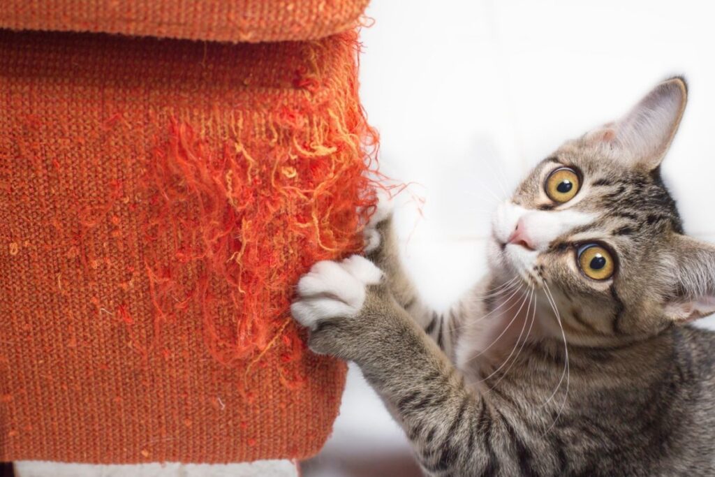 gattino graffia il divano