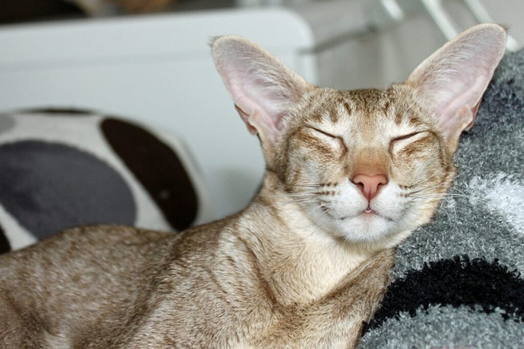 gatto fa le fusa