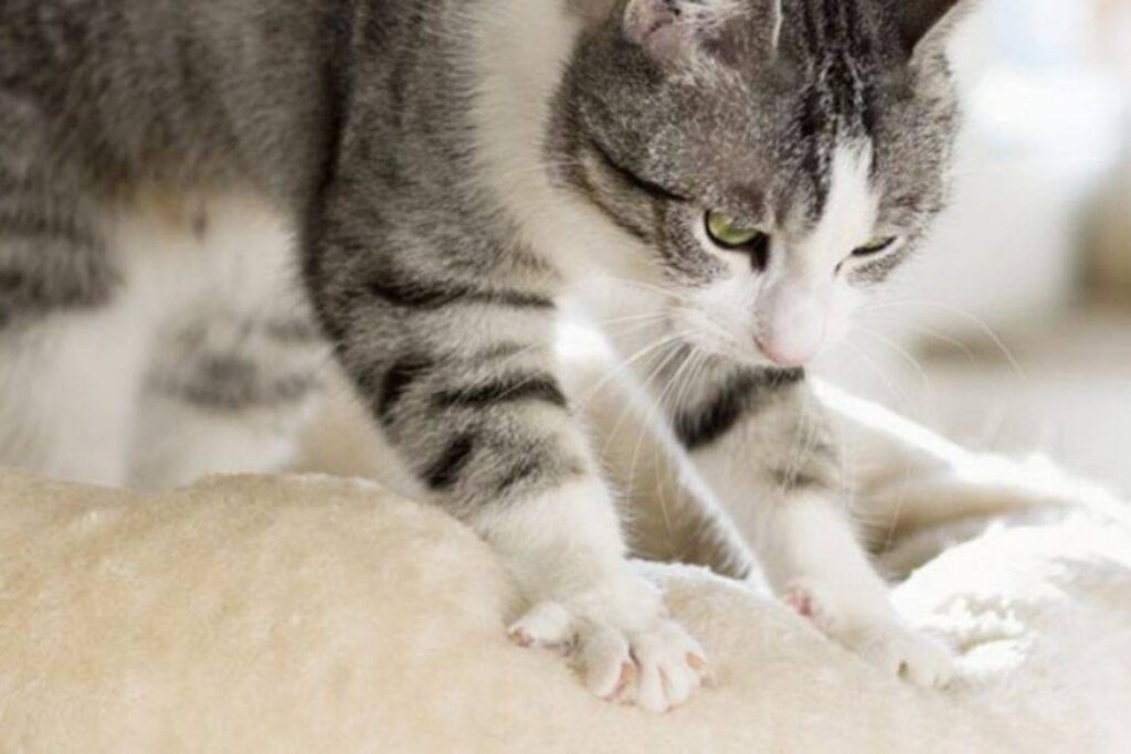 gatto impasta con le zampe
