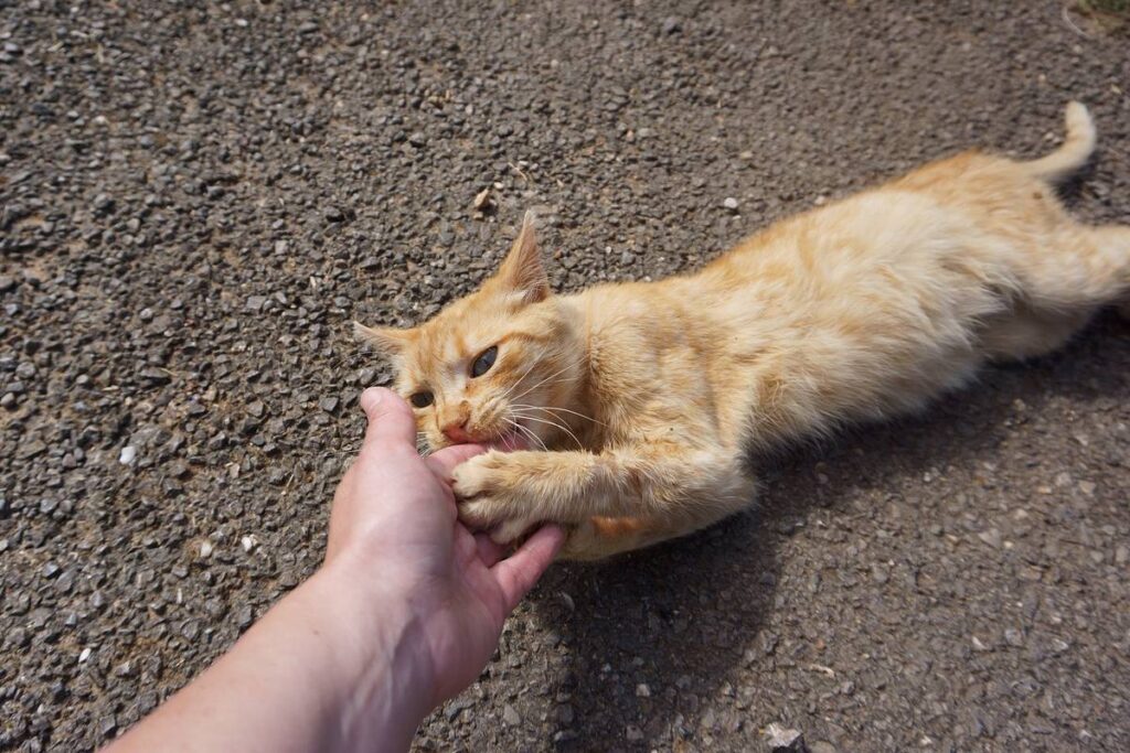 gatto lecca e poi morde