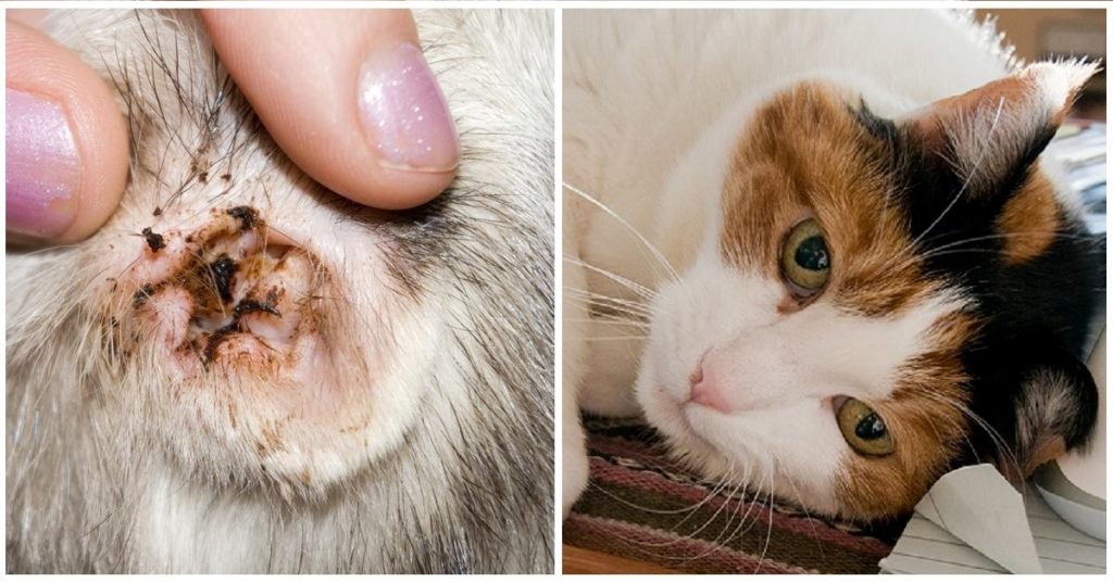 Acari nelle orecchie gatto: cosa sono, sintomi, cura e prevenzione