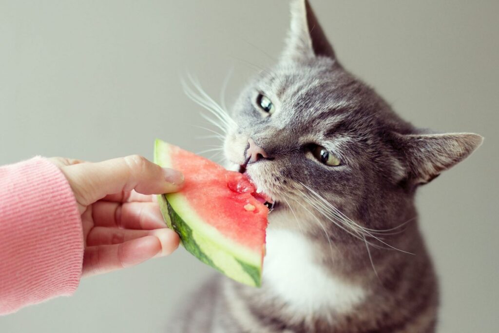 gatto mangia l'anguria