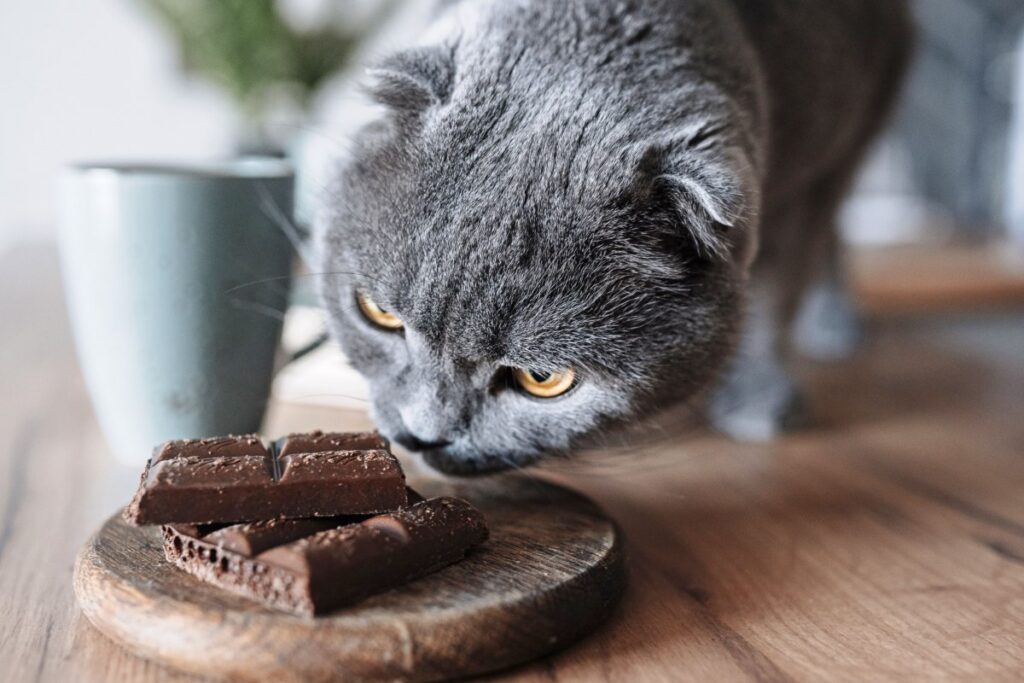 cioccolato fa male ai gatti