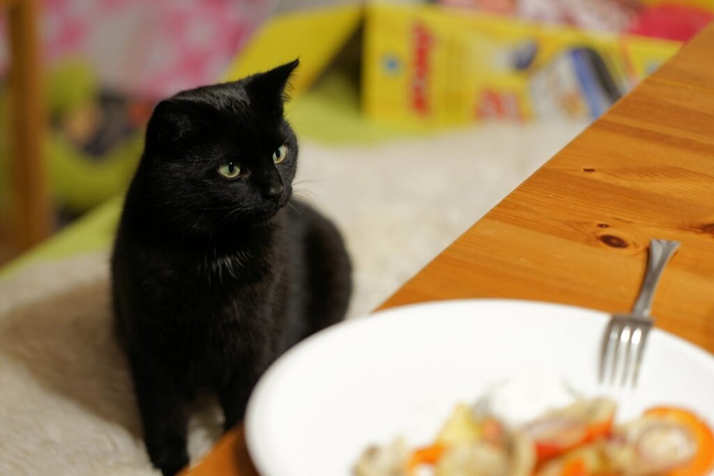 gatto che guarda un piatto