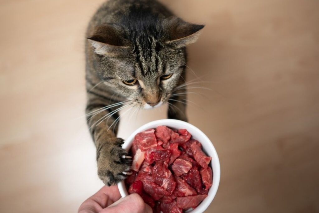 carne cruda al gatto