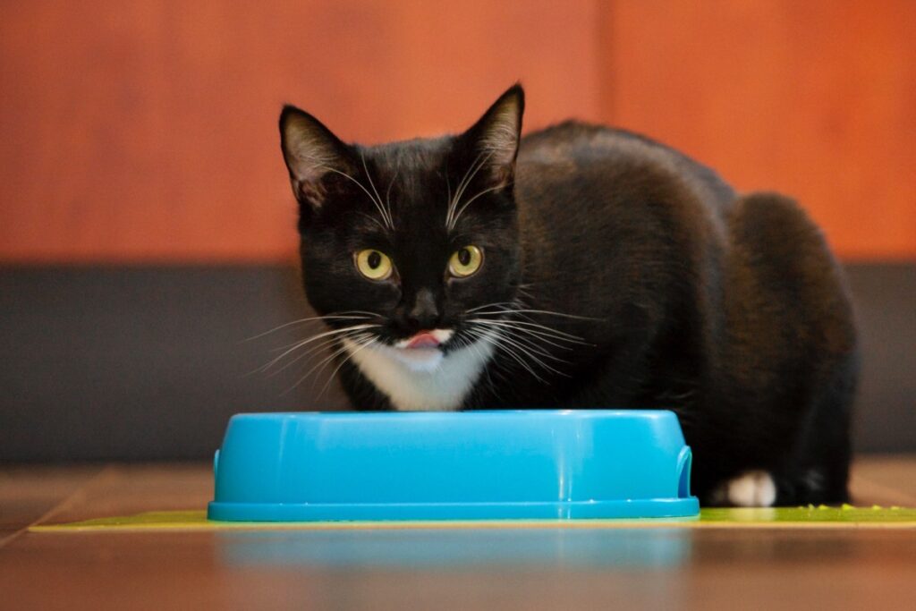 gatto nero e bianco che mangia