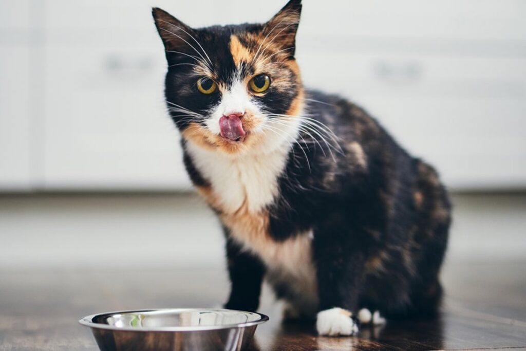 gatto che mangia la pappa