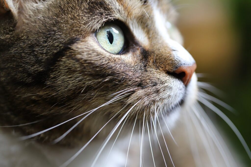 gatto con i baffi molto lunghi