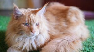 Come spazzolare il Maine Coon per rendere il suo pelo perfetto