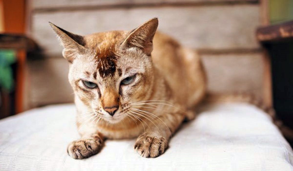 gatto con il pelo ingrigito dalla vecchiaia