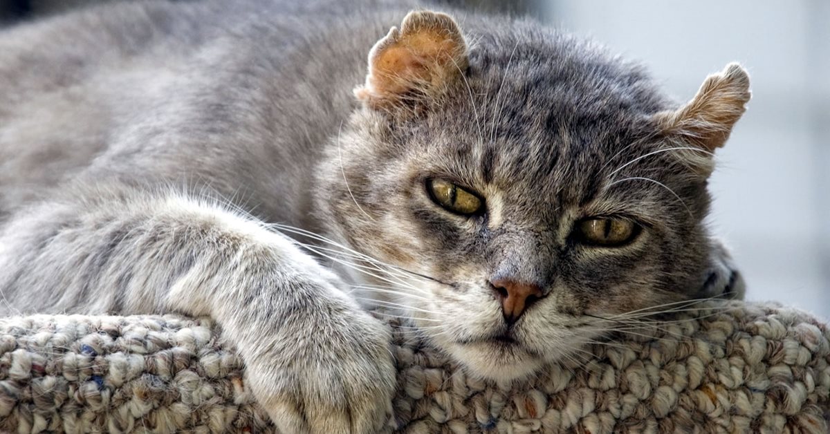 Demenza senile nel gatto: i primi segnali, i sintomi e che cosa si può fare