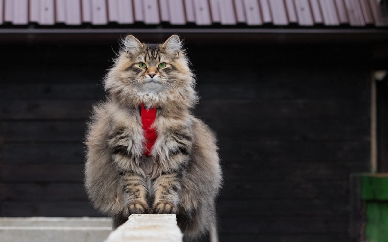 gatto con la pettorina