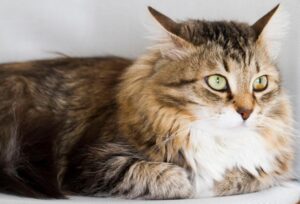 Come educare al meglio un Gatto Siberiano