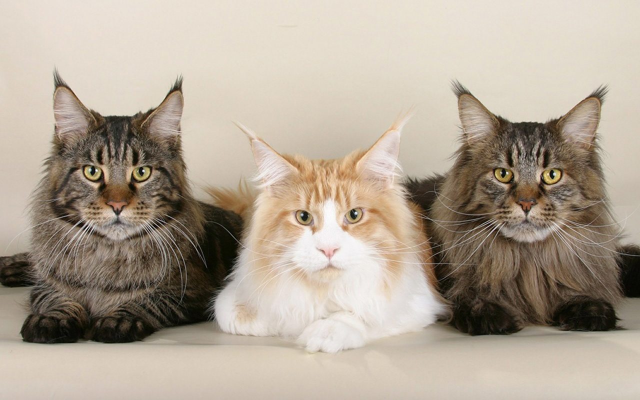 tre gatti della stessa razza
