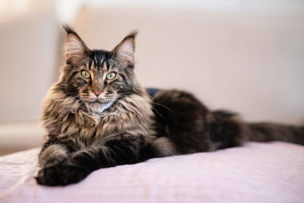 Come fare il bagno al Maine Coon, con cura: una guida