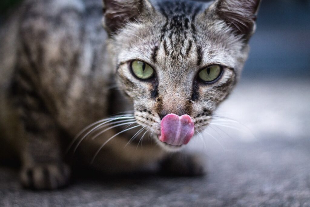 gatto con la lingua di fuori