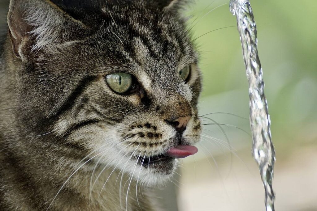 gatto beve acqua