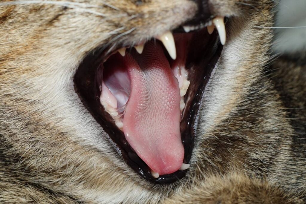 lingua del gatto ruvida