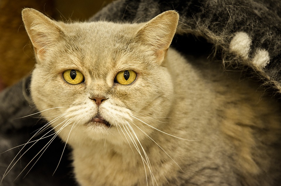 Gatto anziano: come facilitargli la vita