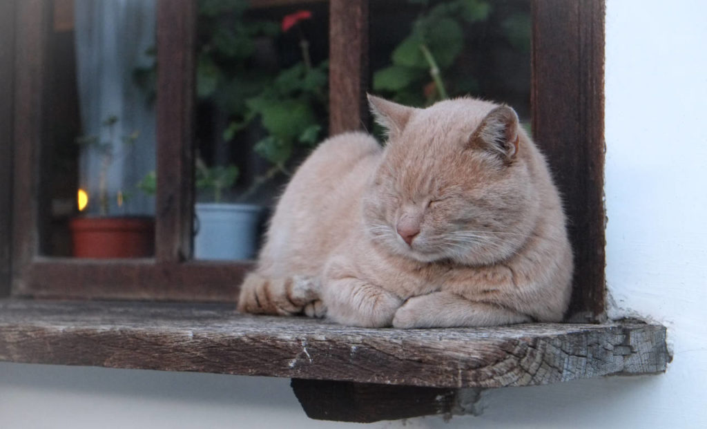 Gatto anziano inappetente, che non mangia