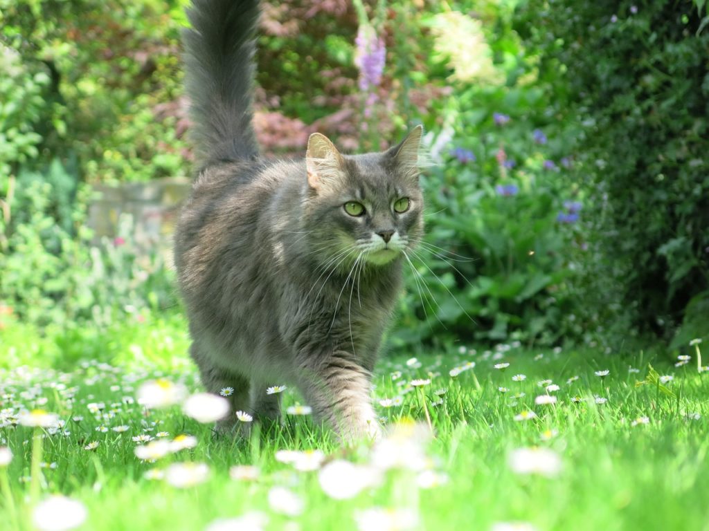 Gatti che si allontanano da casa? Ecco perché scappano (+ consigli)