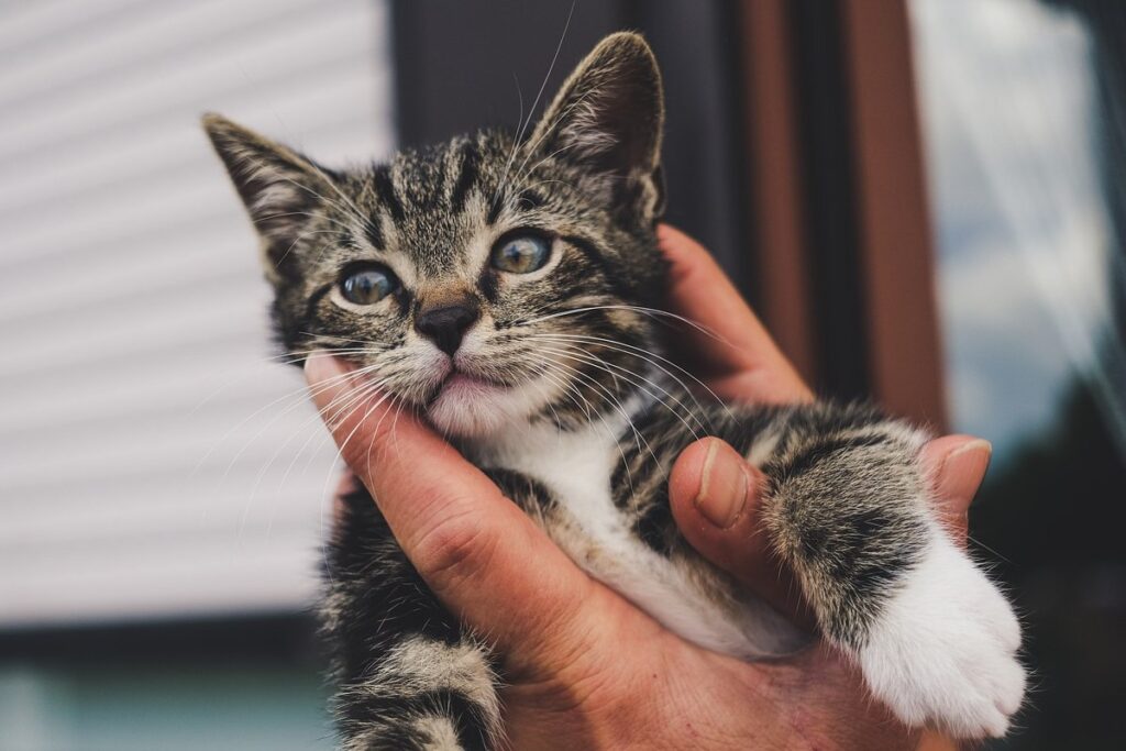 tenere un gattino in mano