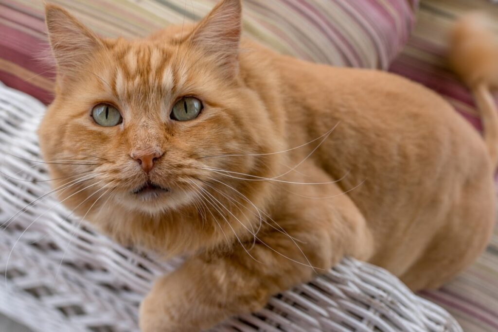 gatto arancione di taglia grande