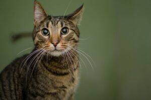 Il gatto mi segue ovunque: è normale? Perché lo fa?