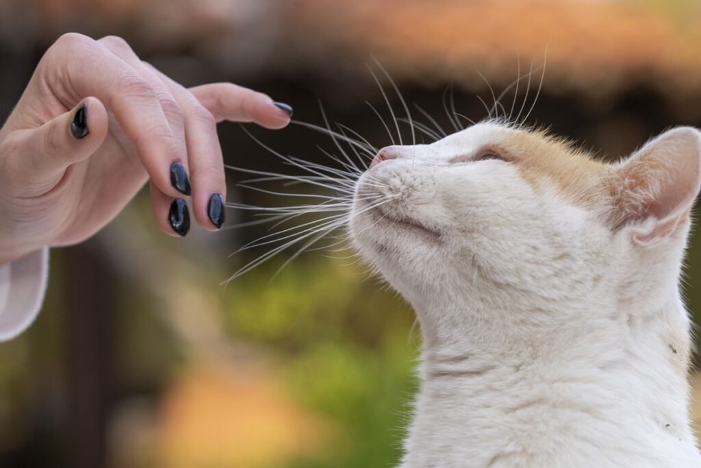 gatto annusa la mano