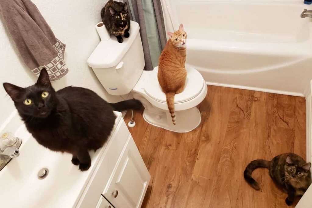 gatti in bagno