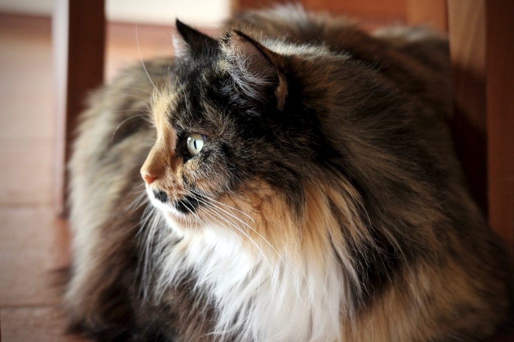 Gatto Persiano Il Mio Gatto è Leggenda