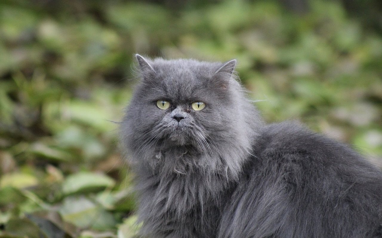 gatto grigio con gli occhi verdi
