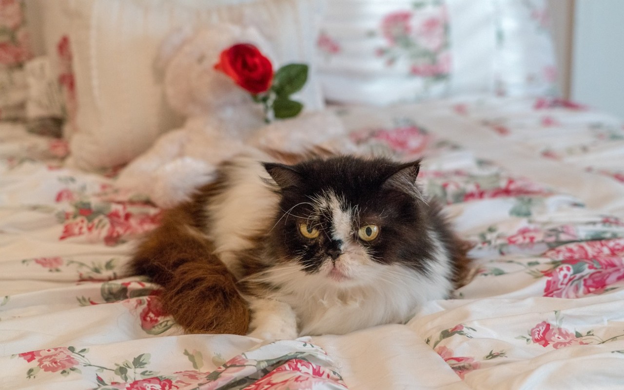 gatto bianco e nero sul letto