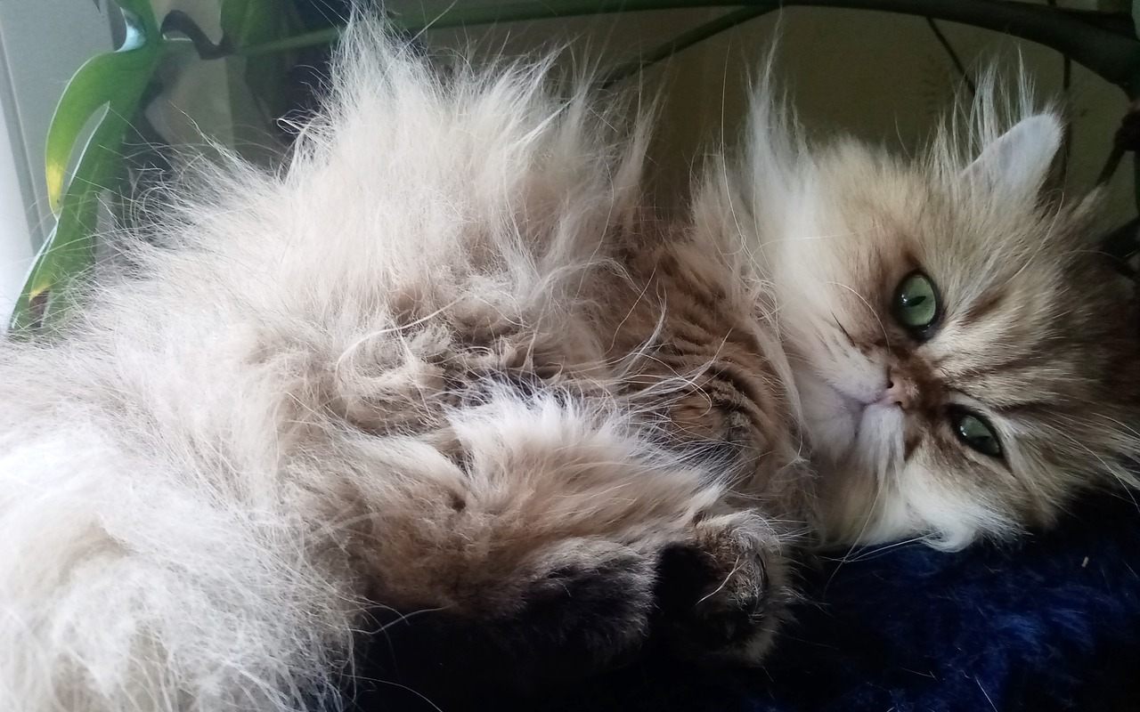 gatto con il pelo lunghissimo