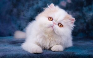 Come curare il pelo del Gatto Persiano e renderlo perfetto e lucente