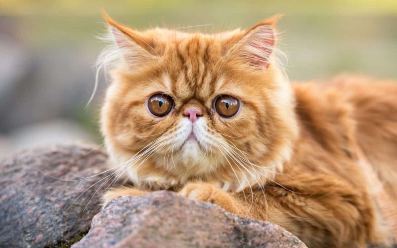 gatto arancione con gli occhi grandissimi