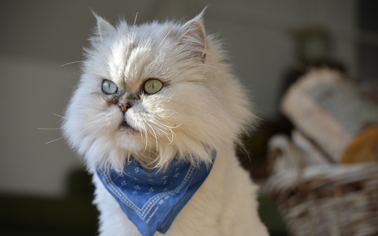 gatto con la bandana al collo