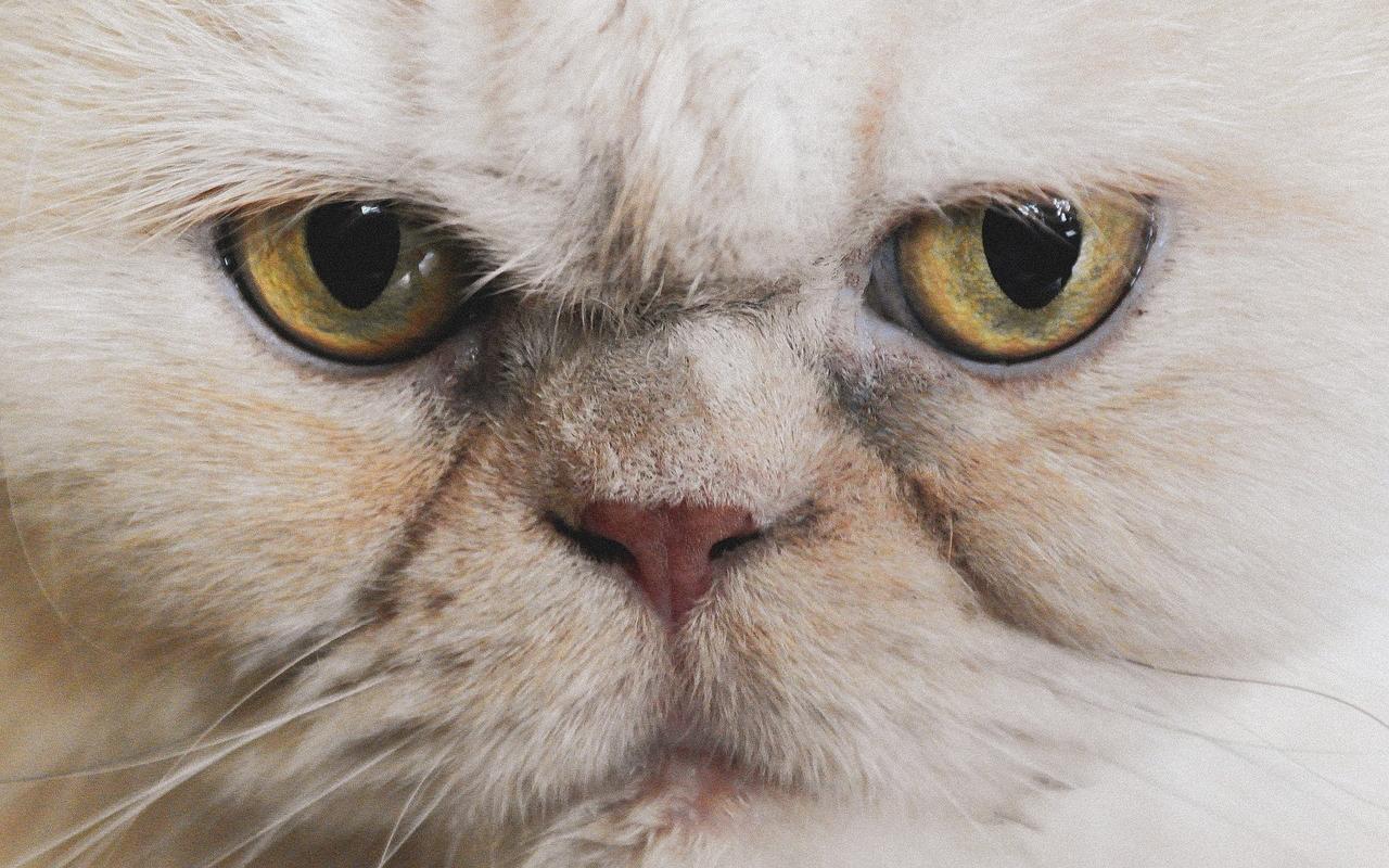 gatto con gli occhi gialli