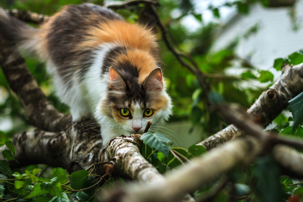 gatto-predatore-albero
