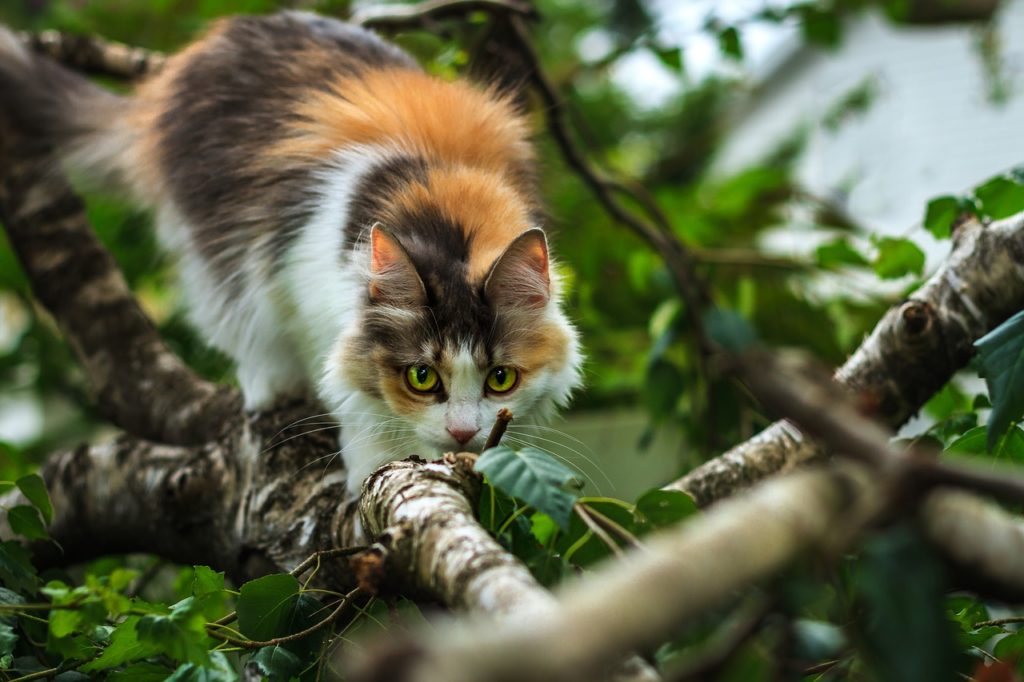 Le caratteristiche dei gatti