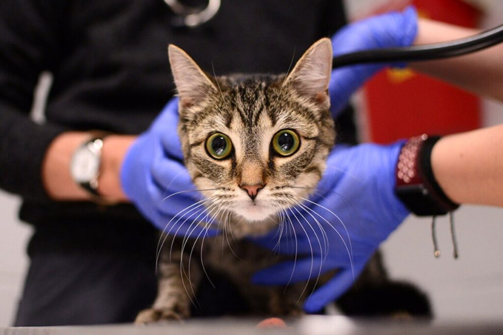 gatto dal veterinario