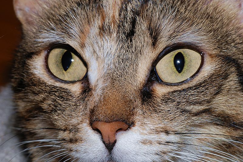 Cura degli occhi del gatto: cosa sapere